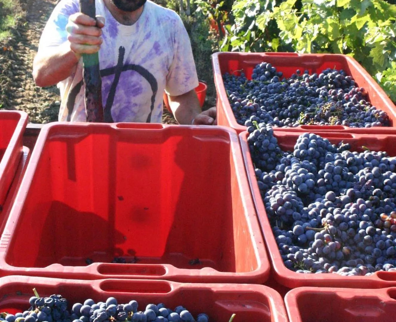 Agriturismo La Pietriccia Chianciano Terme