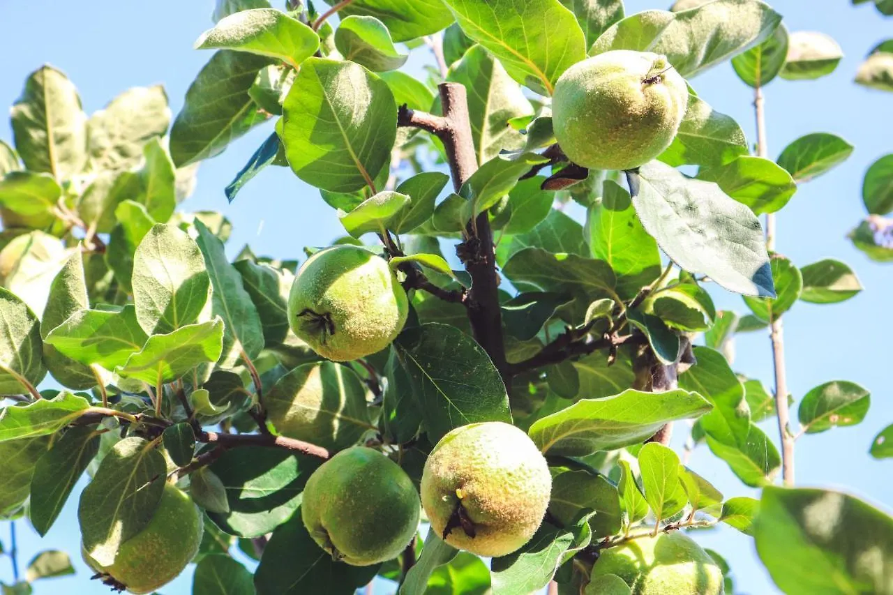 Agriturismo La Pietriccia Chianciano Terme 0*,