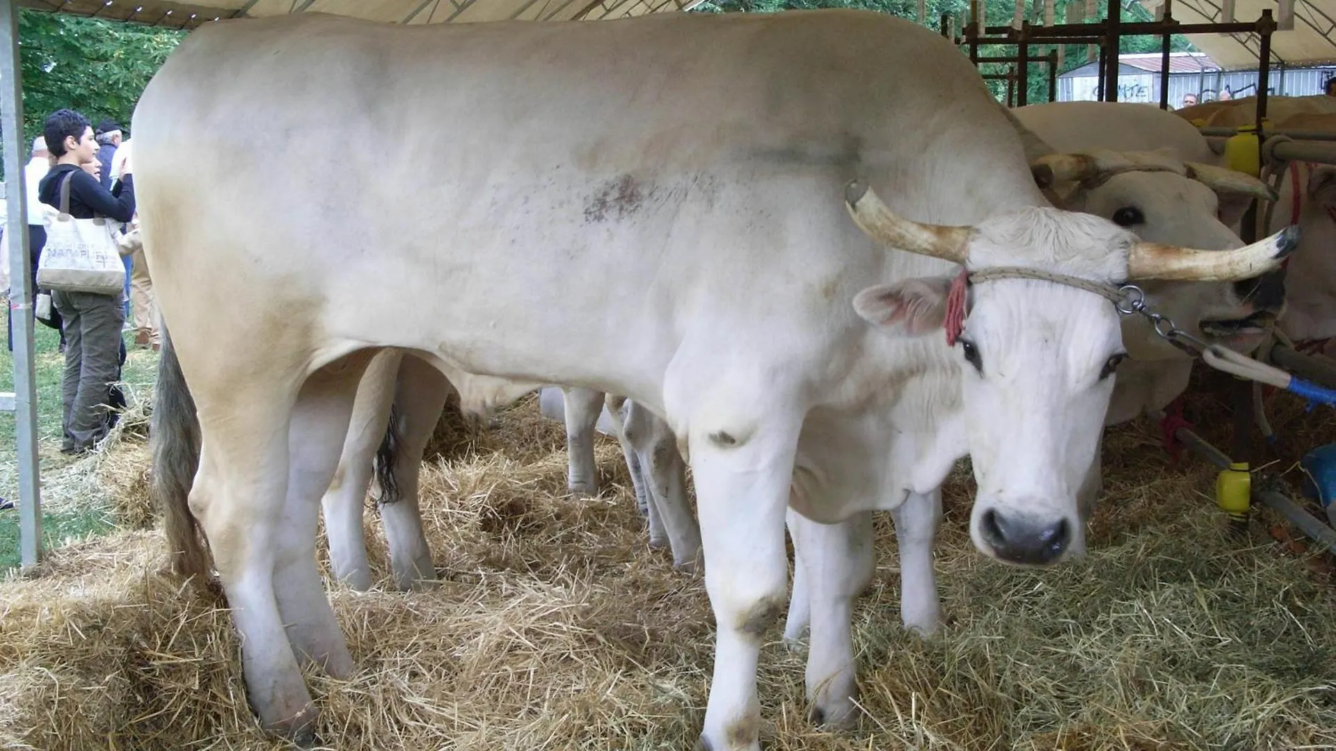 Bauernhof Agriturismo La Pietriccia Chianciano Terme Italien